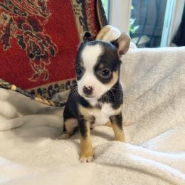 Talula - Black and tan Chihuahua puppy in Henderson, Kentucky from Western Kentucky Chihuahua’s and Chinese Crested’s