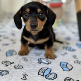Dumplin - Black and tan female Dachshund puppy in Florida from Niki Humphries' Dachshunds