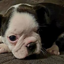 Blue Boy - Black brindle and white male Boston Terrier puppy in Harrodsburg, Kentucky from Joey's Boston Terriers
