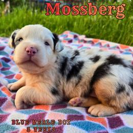 Mossberg - Blue merle male Australian Shepherd puppy in Abilene, Texas from S&K Aussies N' Rotties