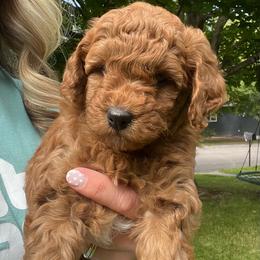 Pearl - Red  female Goldendoodle puppy in Sugar City, Idaho from Idaho Sugar Doodle Pups