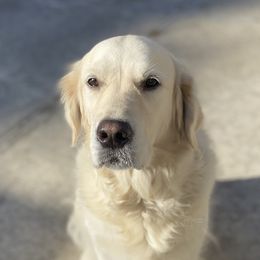 Bella - Golden Retriever