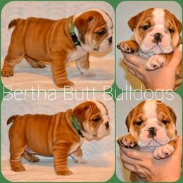 Bulldog Puppies from Bertha Butt Bulldogs