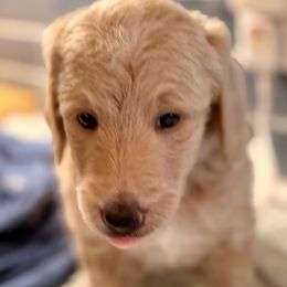 Ravioli - Apricot male Goldendoodle puppy in Silverdale, Washington from King Family Doodles