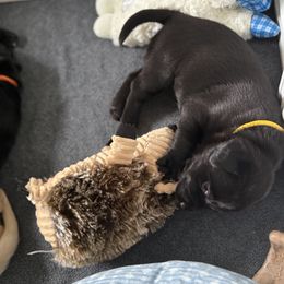 Labrador Retriever Puppies from Meadow Pond Retrievers
