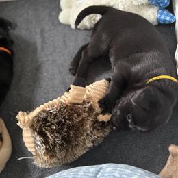 Labrador Retriever Puppies from Meadow Pond Retrievers