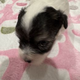 Batgirl - Black and white female Coton de Tulear puppy in Pflugerville, Texas from Beethoven’s Cotons