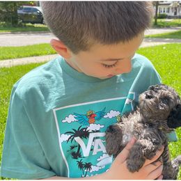 Cockapoo Puppies from Oak and Magnolia