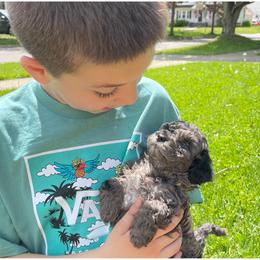 Cockapoo Puppies from Oak and Magnolia