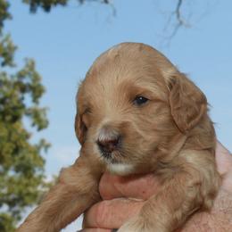Goldendoodles from Taylor Town Doodles
