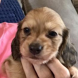 AKC Boy 3 - Black and tan male Dachshund puppy in Bolivar Peninsula, Texas from A and G Dachsunds