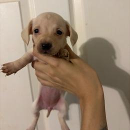 Frankie - Cream female Dachshund puppy in Conroe, Texas from Dots Dachshunds