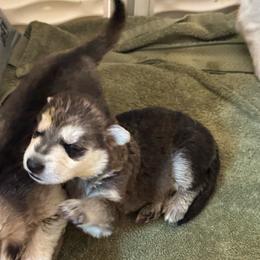 Wall-E - Black and silver male German Shepherd puppy in Perkasie, Pennsylvania from Twila Ruth Herot