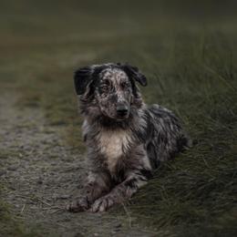 Dune - Australian Shepherd