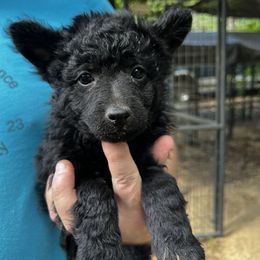 Girl 3 - Black female Mudi puppy in Raeford, North Carolina from Wodan Kennels