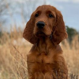 Irish Setters from Lakeside Irish Setters