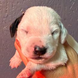 Jim Carrey - White and black male Dalmatian puppy in Newfoundland, Pennsylvania from Poconopaws