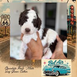 Bel Air - DallasTX - 4,000 - Chocolate male Goldendoodle puppy in Garland, Texas from Twilight Doodles