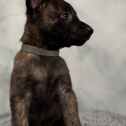 Amber - Black brindle female Dutch Shepherd puppy in Clarksville, Tennessee from Vuurhart Herders