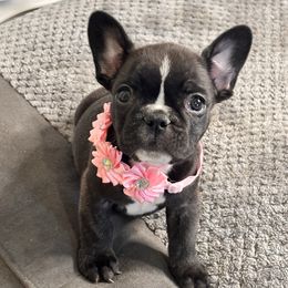 Celia - Brindle and white female French Bulldog puppy in Spring Creek, Nevada from Rowdy Rowleyz Enshrined Frenchies LLC