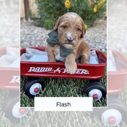 Flash - Red  male Goldendoodle puppy in Las Vegas, Nevada from Bridges Goldendoodles