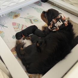 Cavalier King Charles Spaniel Puppies from Royal Mile Cavaliers