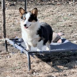 Boss - Pembroke Welsh Corgi