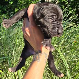 Cabernet - Black female Great Dane puppy in Monroe County, Pennsylvania from Poke-A-Nose Danes