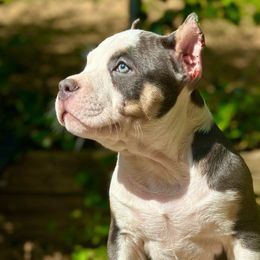 Bruce - Blue tri-color American Bully puppy in Nashville, Tennessee from SimplyBullies