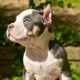 Bruce - Blue tri-color American Bully puppy in Nashville, Tennessee from SimplyBullies