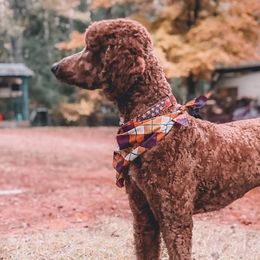 Goldendoodles and Poodles from Southern Standard Poodles and Doodles