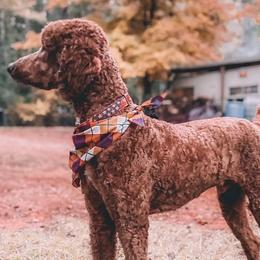 Goldendoodles and Poodles from Southern Standard Poodles and Doodles