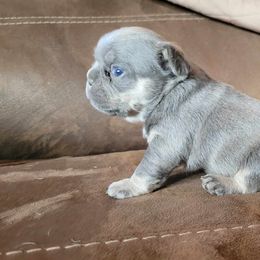 Boy 2 - Tricolors French Bulldog puppy in Oroville, Washington from Wildfire K9's