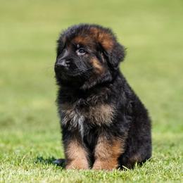 Blue Ribbon - Black and red male German Shepherd puppy in Howard City, Michigan from Sherman's Shepherds