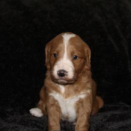 Goldendoodle Puppies from Silver Barn Doodles