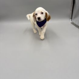 Layla - Orange belton female English Setter puppy in Lake Tomahawk, Ohio from StoneyBrook Setters