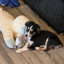 Scruffy - Black tri male Toy Australian Shepherd puppy in Woodlake, California from For the Love of Aussie