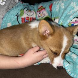 Pembroke Welsh Corgi Puppies from Gotta Chase Em All Corgis