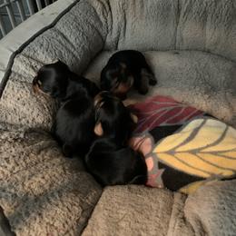 Yorkshire Terrier Puppies from Missy Lu Lap Puppies