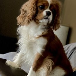 Cavalier King Charles Spaniel Puppies from Bella Fleur Cavaliers