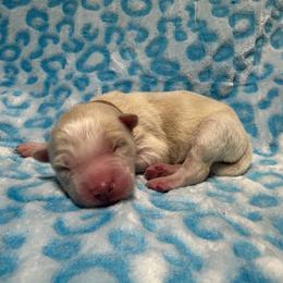 AKC Limestone - White male Siberian Husky puppy in Centreville, Maryland from Huskies By the Bay