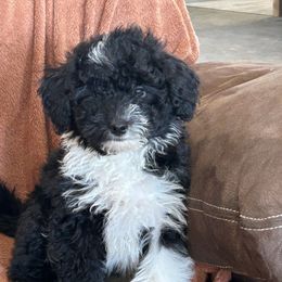 Edwin - Black tri-color Aussiedoodle puppy in Winnsboro, Texas from Happy Hollow Ranch