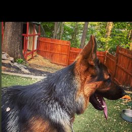 German Shepherd Puppies from AB_Elite_GSD