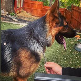German Shepherd Puppies from AB_Elite_GSD