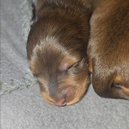 Birdie - Chocolate and tan female Dachshund puppy in Crystal River, Florida from DachGen