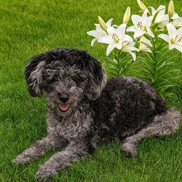 Cricket - Goldendoodle