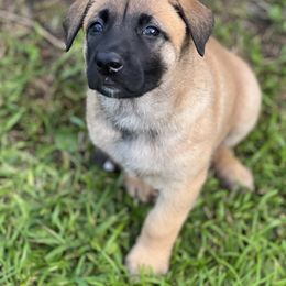 Belgian Malinois Puppies from Malinois
