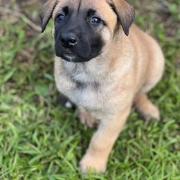 Belgian Malinois Puppies from Malinois