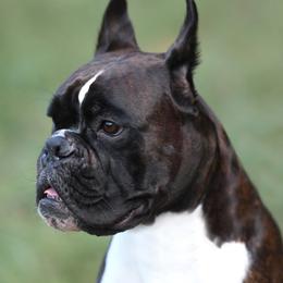 Saphira - Boxer