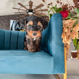 Y E L L O W - teddy bear - Tri-color male Yorkipoo puppy in Pleasant View, Utah from Anchor Dogs